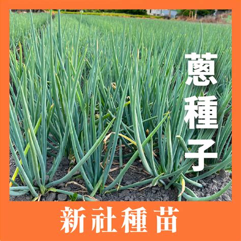 種植教學|園藝入門：新手也輕鬆種起來的最簡單蔬菜指南 